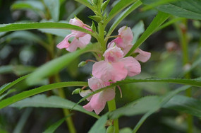 ָ�׻���ɫָ�׻�