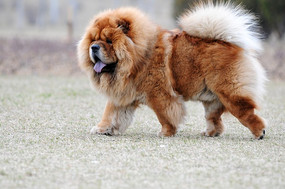 ���ز���