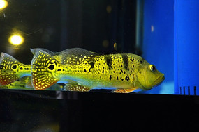 �������