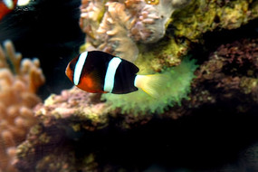 ����ɺ��