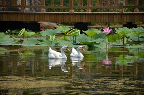 ��ɫ�����