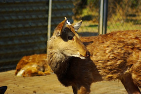 ������С¹