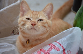 �������۾�