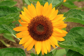 ʢ�������տ���