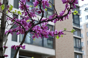 ʢ������