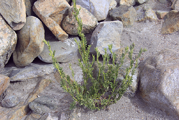 ʯͷ�ϵ�ֲ��