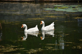 ����ˮ����