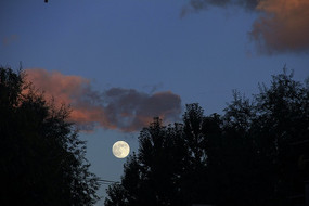 ������Ӱ