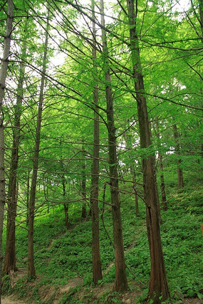 ���̵�����