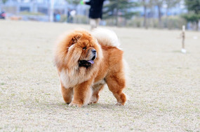 ��ɫ����