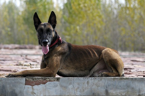 ���ŵ���