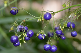 ��ɫ�Ĺ���