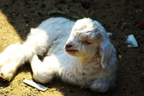 ����ɽ��