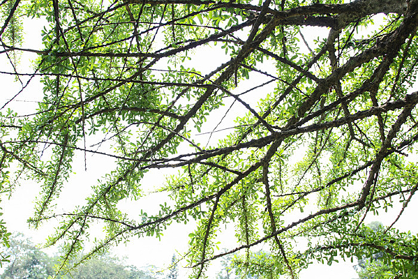 ���Ľ���