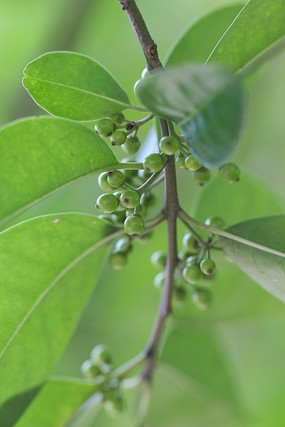 ԰������