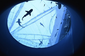 ���׵�����