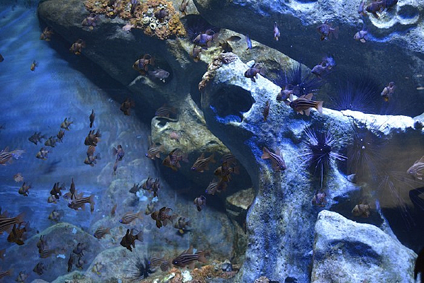 ɺ��������Ⱥ