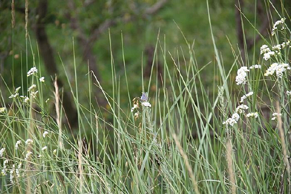 Ұ����Ұ��