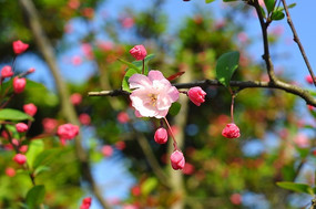 һ֧ӣ������