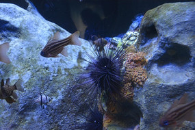 ɺ������