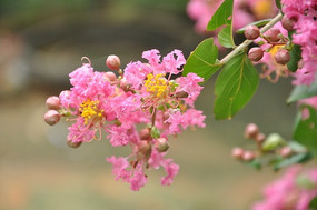 ʢ������̬