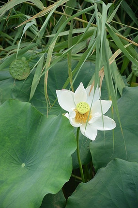 纯洁的白色莲花金色的莲蓬