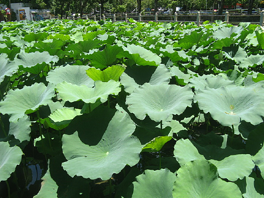 ������Ҷ