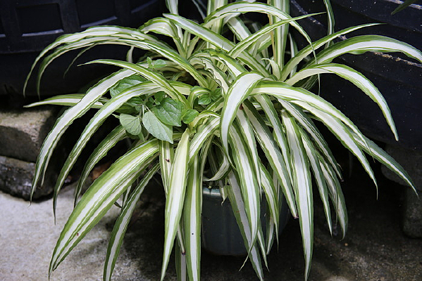 ��ߵ�����