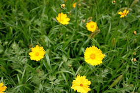 �ƻ�С����