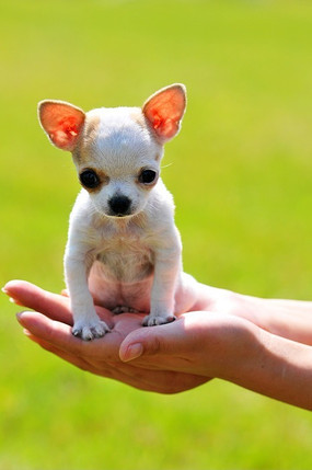 �ּ�����