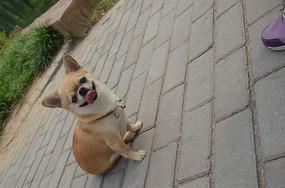 ��ɫ��Ц�Ĺ���