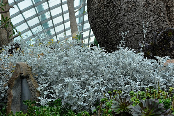 ��ɫҶ�ӵ�ֲ��