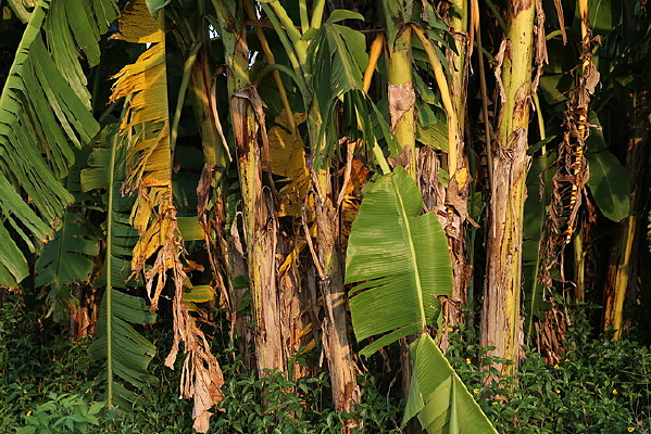 �Ž�����