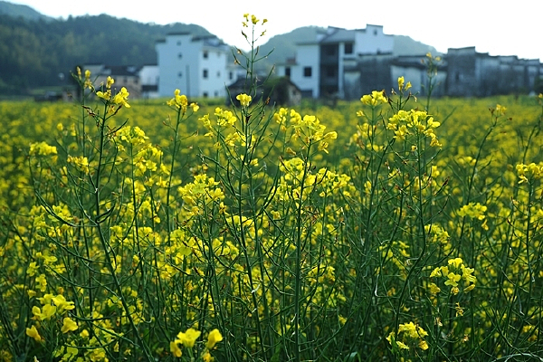 ��Դ���Ͳ˻�