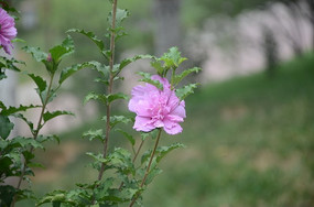 ��֪���ķ�ɫС��