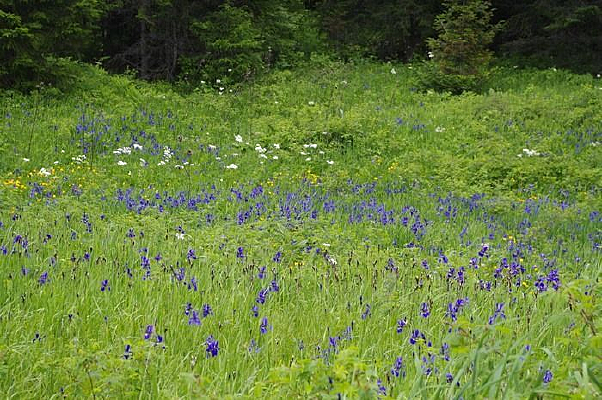 ����ɽֲ��