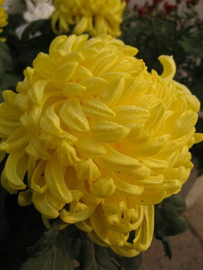 �����еĻ�