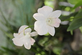 ��׵�����