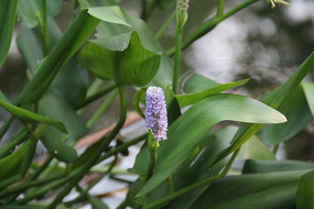 ��Ҷ����