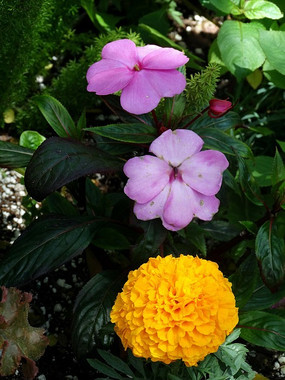 ��ɫ����Ψ��