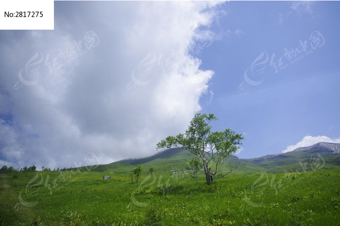 山顶的一棵树