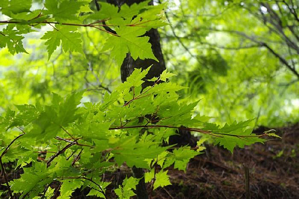����ɽ��Ҷ