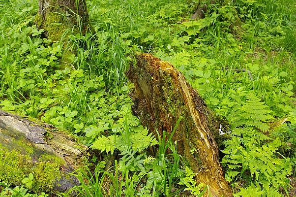 ԭʼɭ������