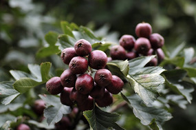 ɽ�ˮ��������ɽ���