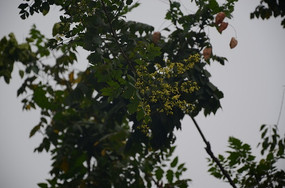 ҹ���µ���֦