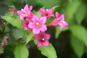 �ۺ�ɫС���Ȼ�