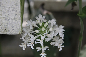 ��ɫС����