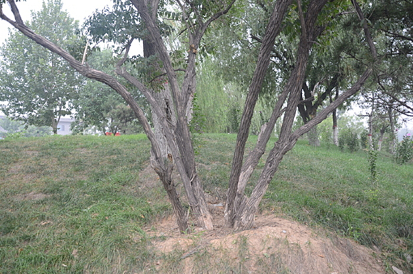 ��ɣ����֦