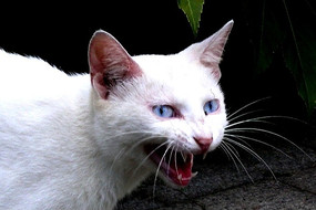 �ſ�����