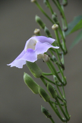 ֦ͷ�ϵĻ���